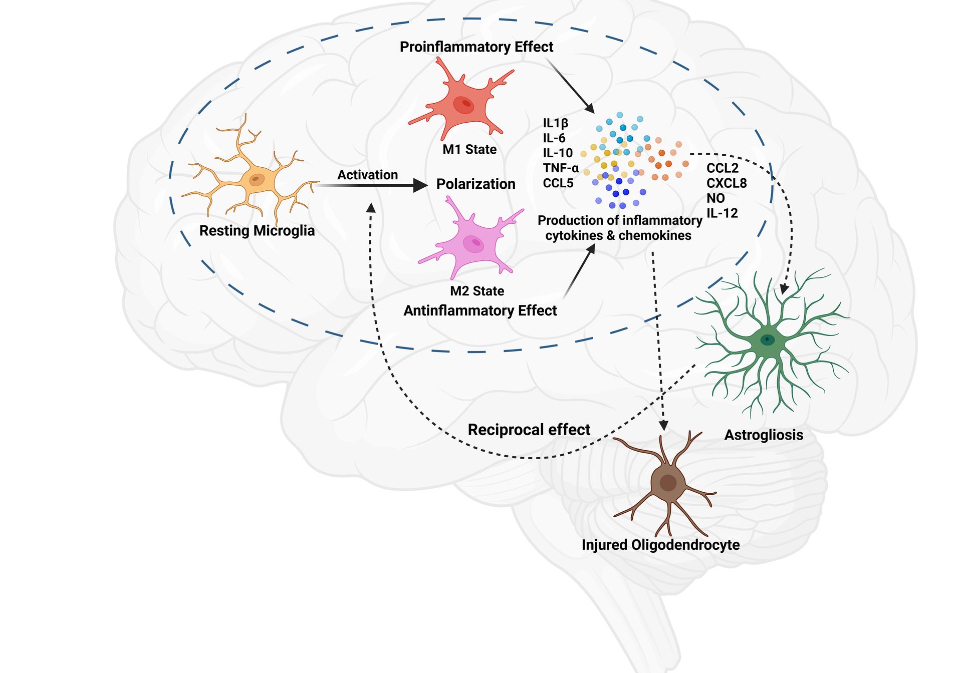 Neurobiology of Compulsive Eating