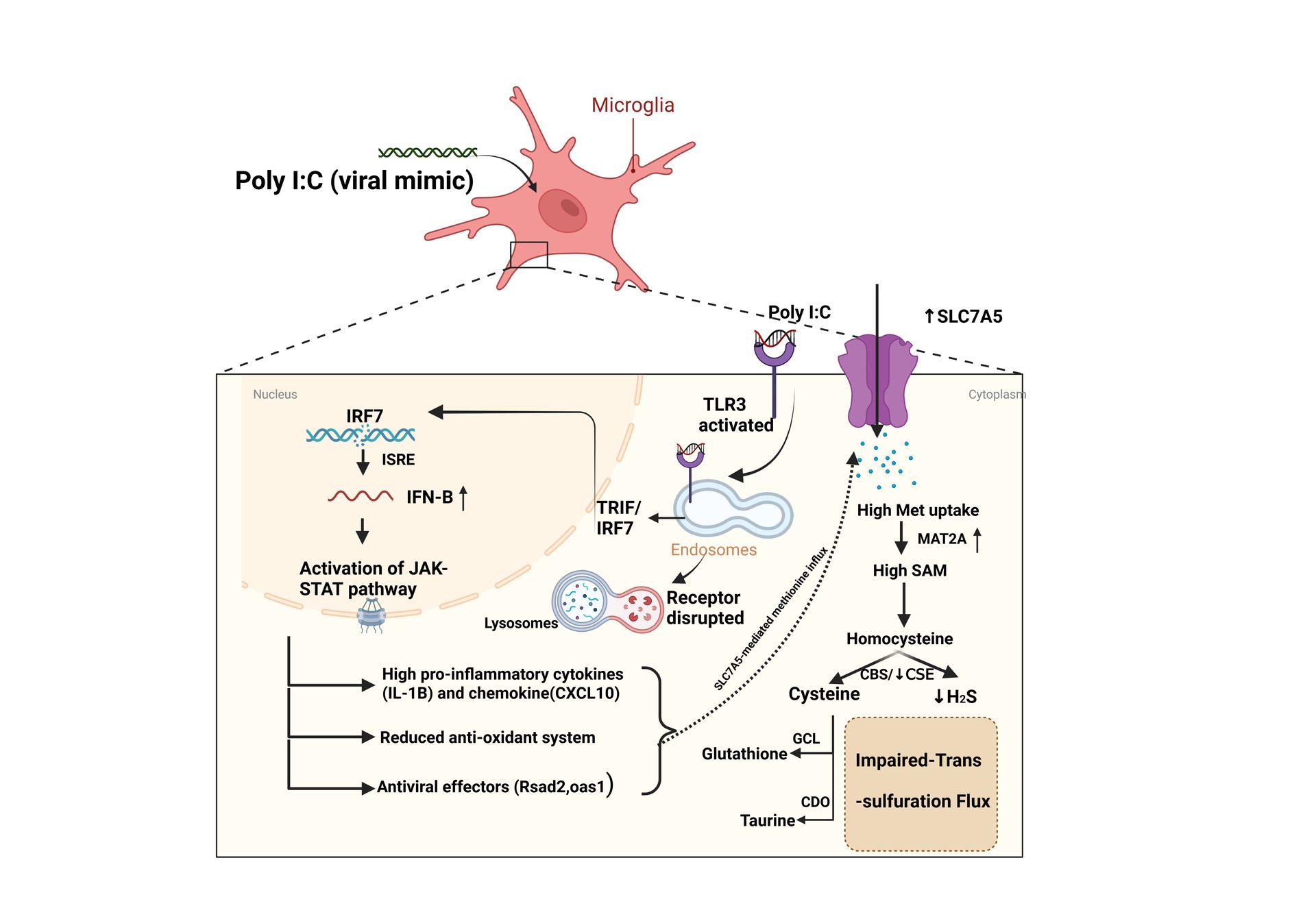 Neuroimmunometabolic Reprogramming